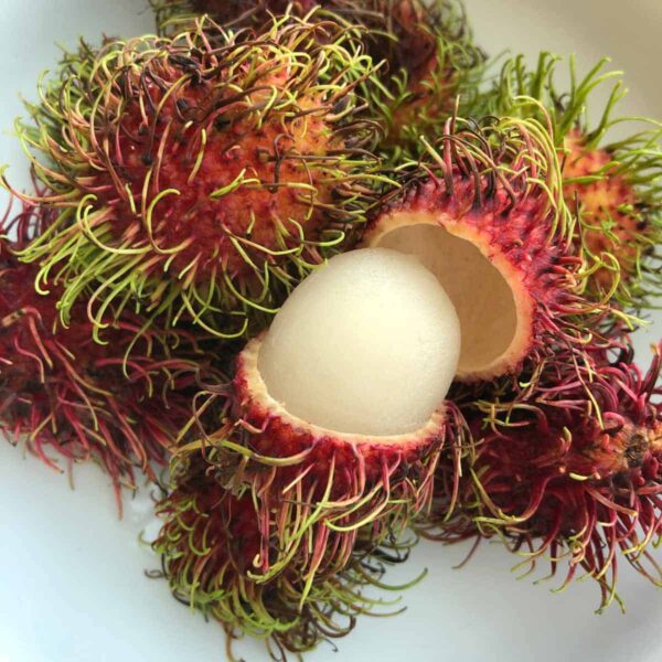 RAMBUTAN